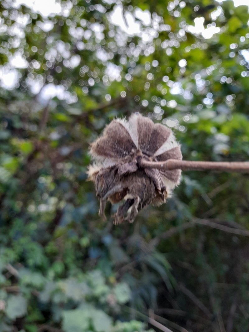 Hibiscus indicus photo 2