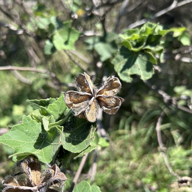 Hibiscus indicus photo 4