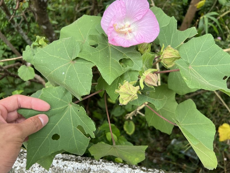 Hibiscus indicus photo 5