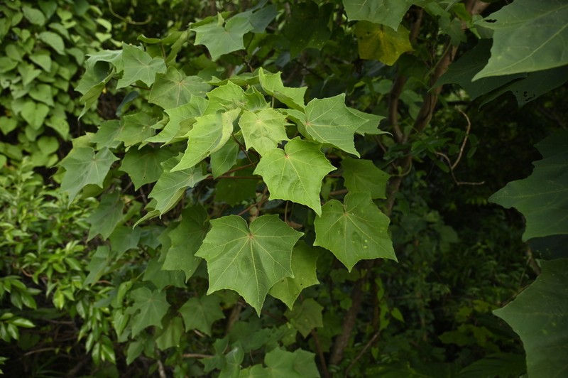 Hibiscus indicus photo 6