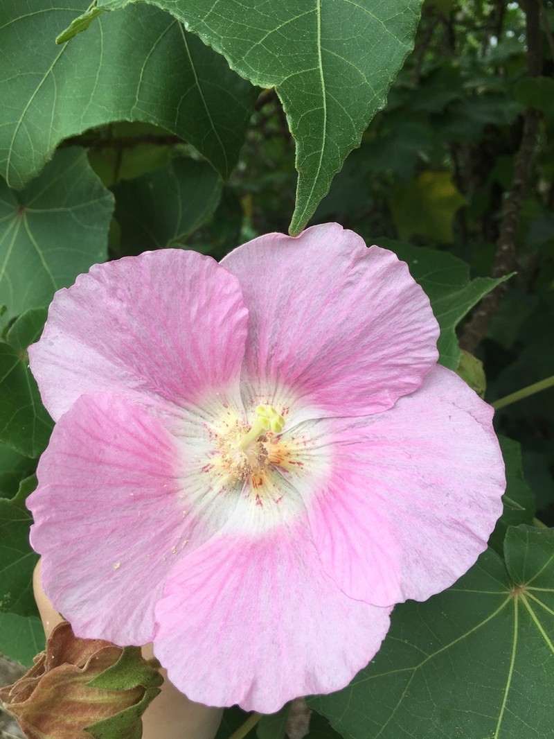 Hibiscus indicus photo 8