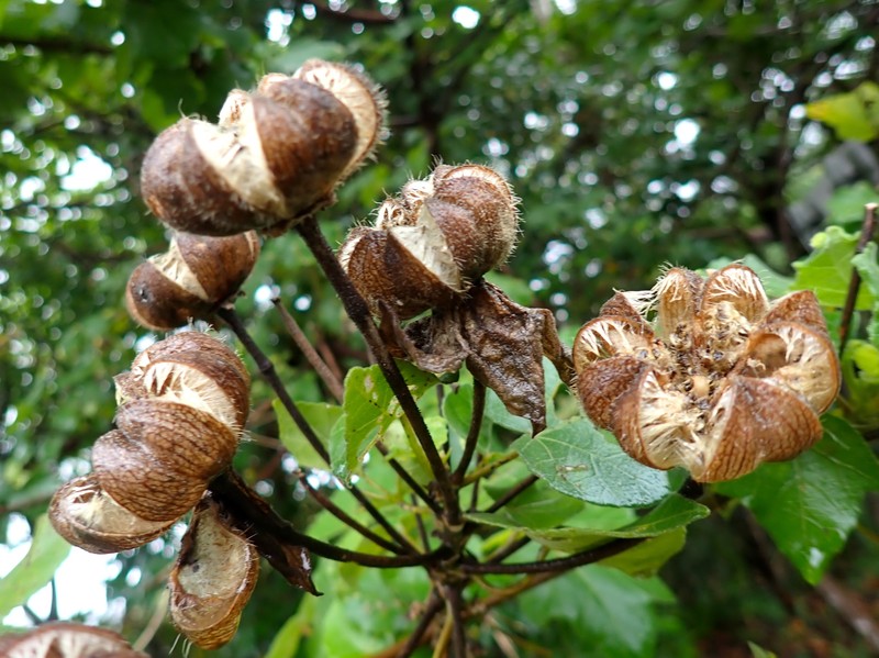 Hibiscus indicus var. integrilobus