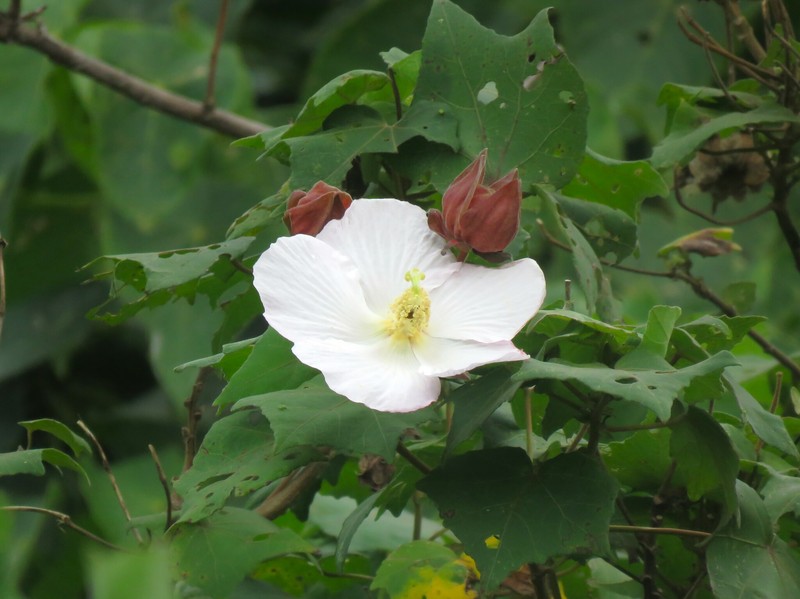 Hibiscus indicus var. integrilobus photo 2