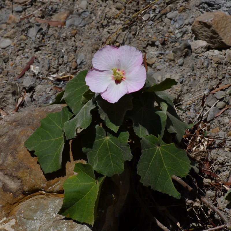 Hibiscus indicus var. integrilobus photo 3