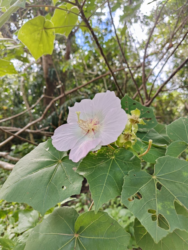 Hibiscus indicus var. integrilobus photo 4