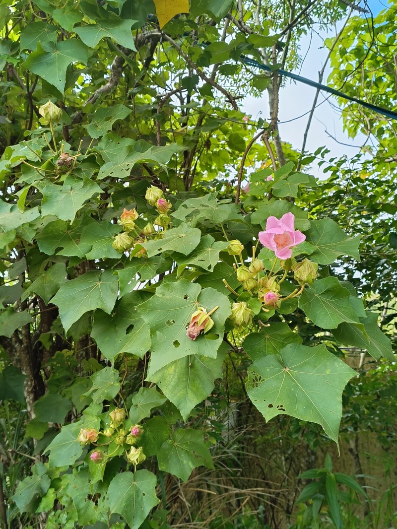 Hibiscus indicus var. integrilobus photo 5