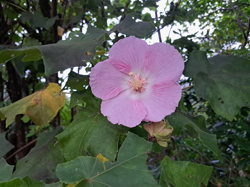 Hibiscus indicus var. integrilobus photo 6