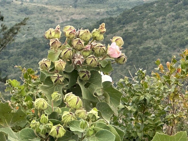 Hibiscus indicus var. integrilobus photo 7