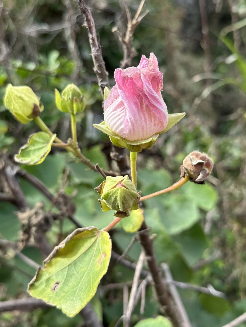 Hibiscus indicus var. integrilobus photo 8