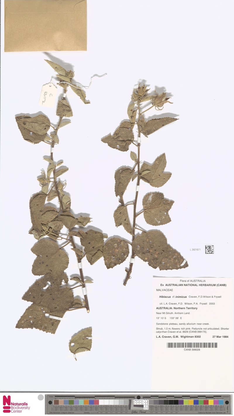 Hibiscus inimicus photo 3