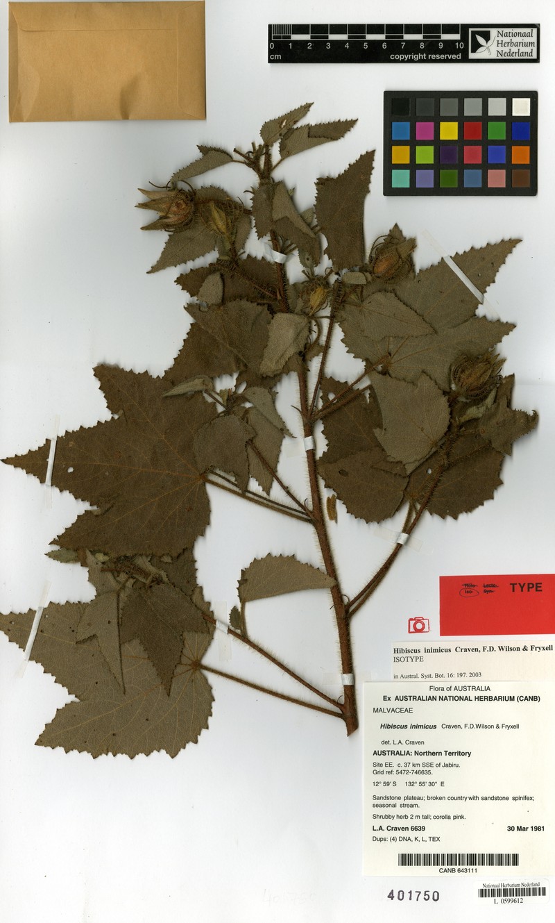 Hibiscus inimicus photo 5
