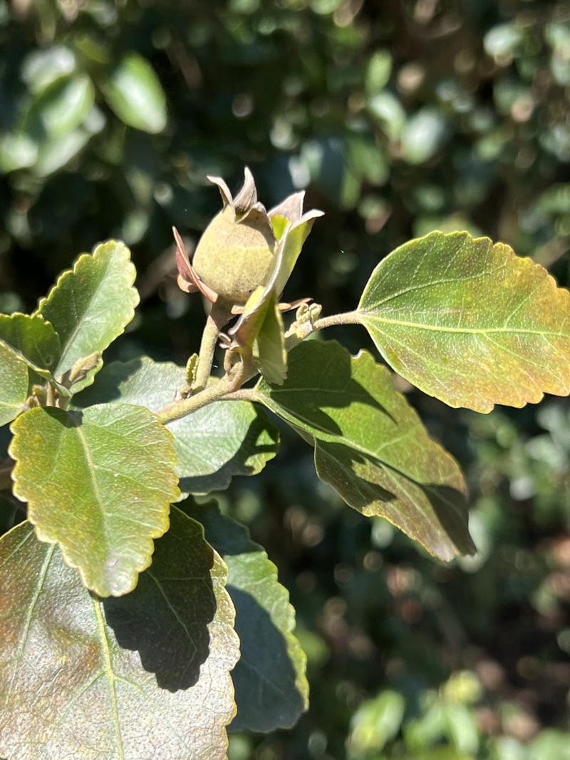 Hibiscus insularis photo 2