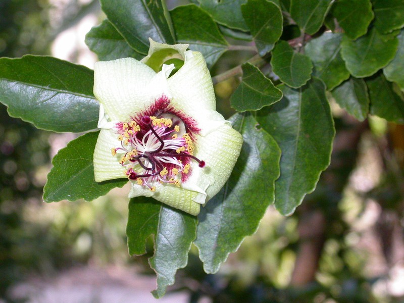Hibiscus insularis photo 3
