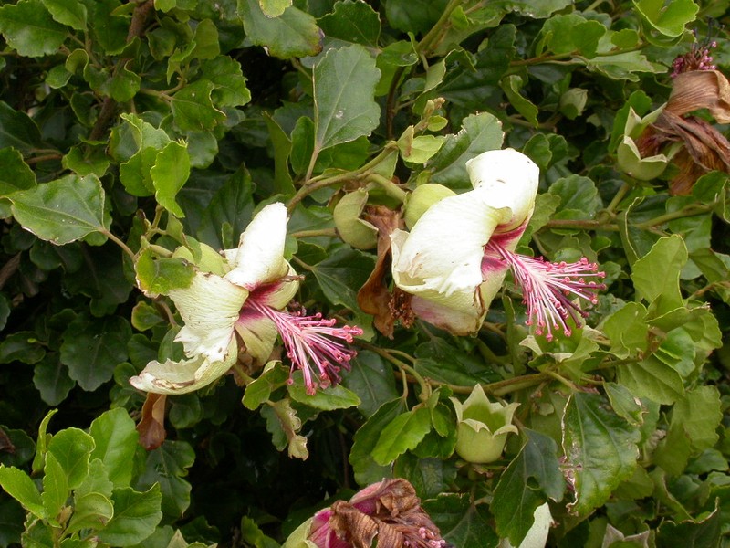 Hibiscus insularis photo 4