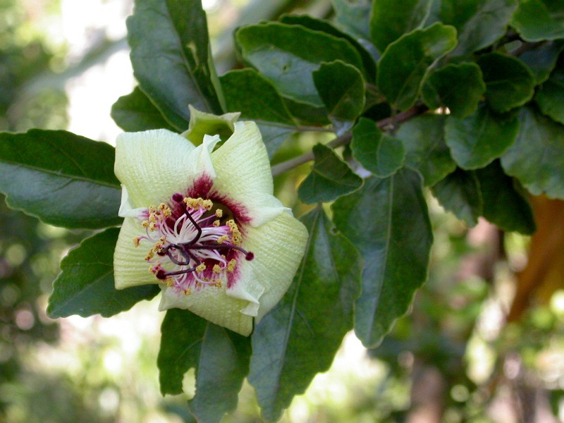 Hibiscus insularis photo 5
