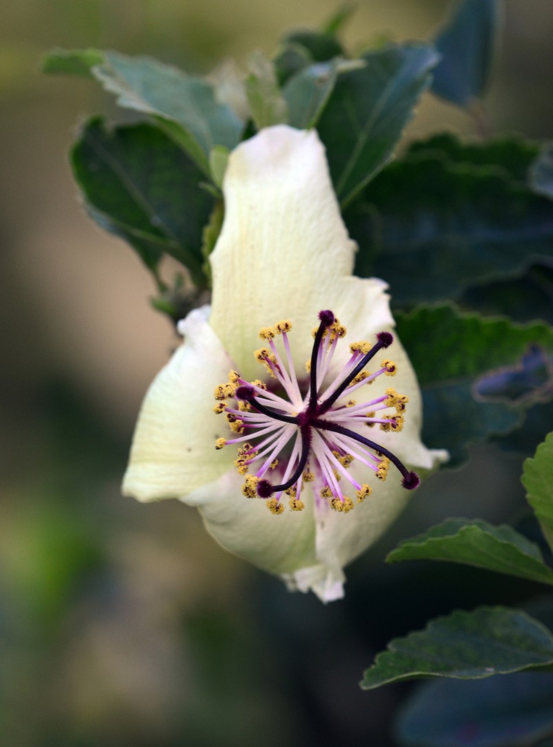 Hibiscus insularis photo 6