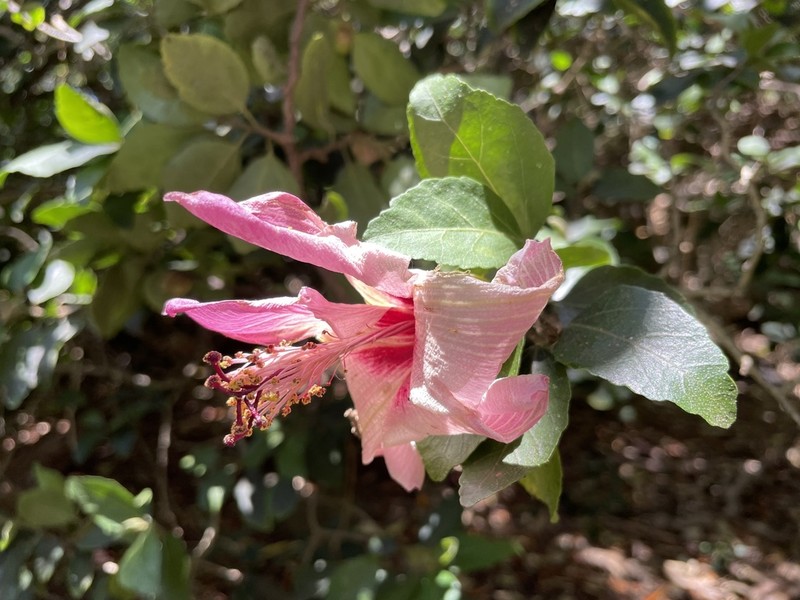 Hibiscus insularis photo 7