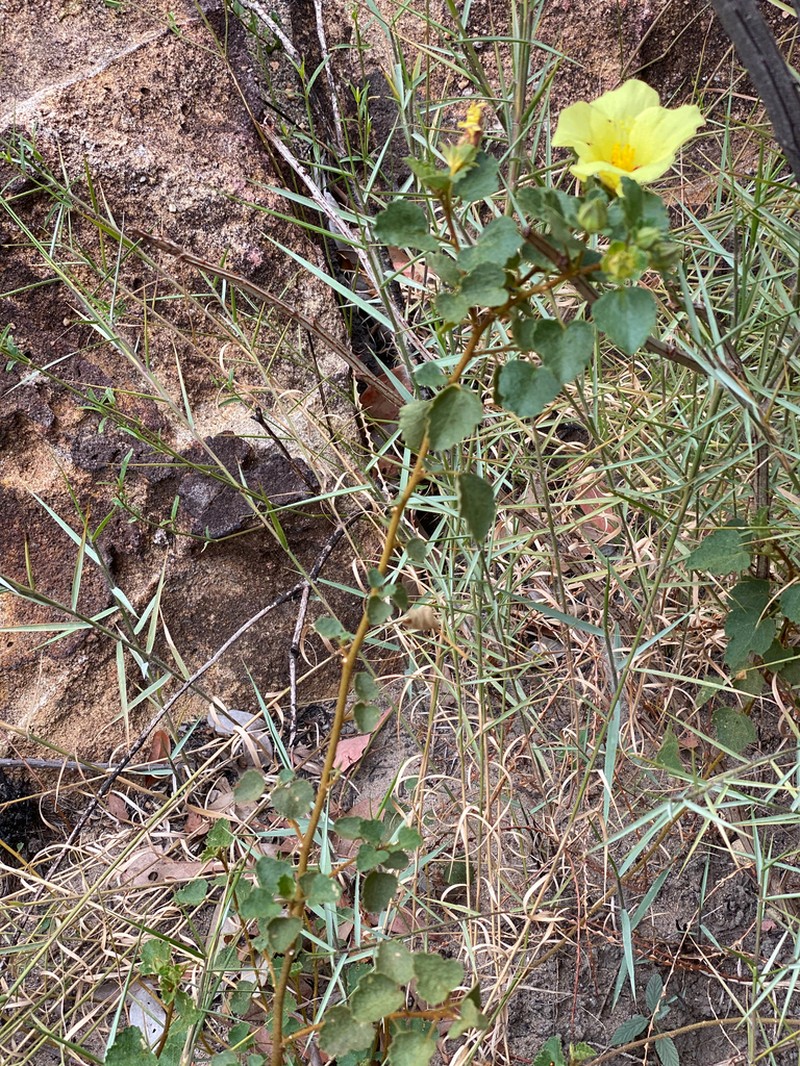 Hibiscus isalensis