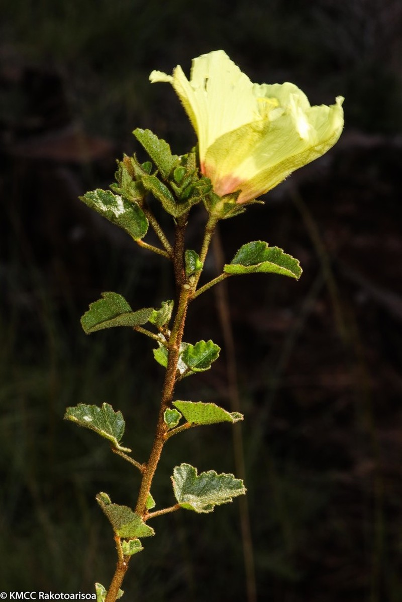 Hibiscus isalensis photo 3