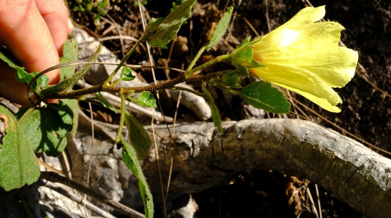 Hibiscus isalensis photo 4