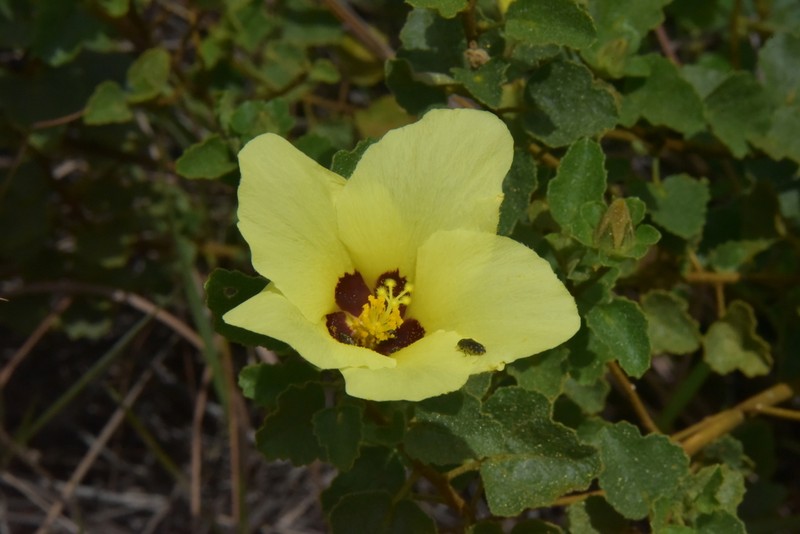 Hibiscus isalensis photo 5