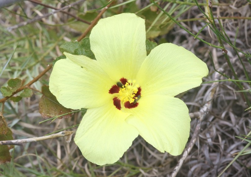 Hibiscus isalensis photo 6