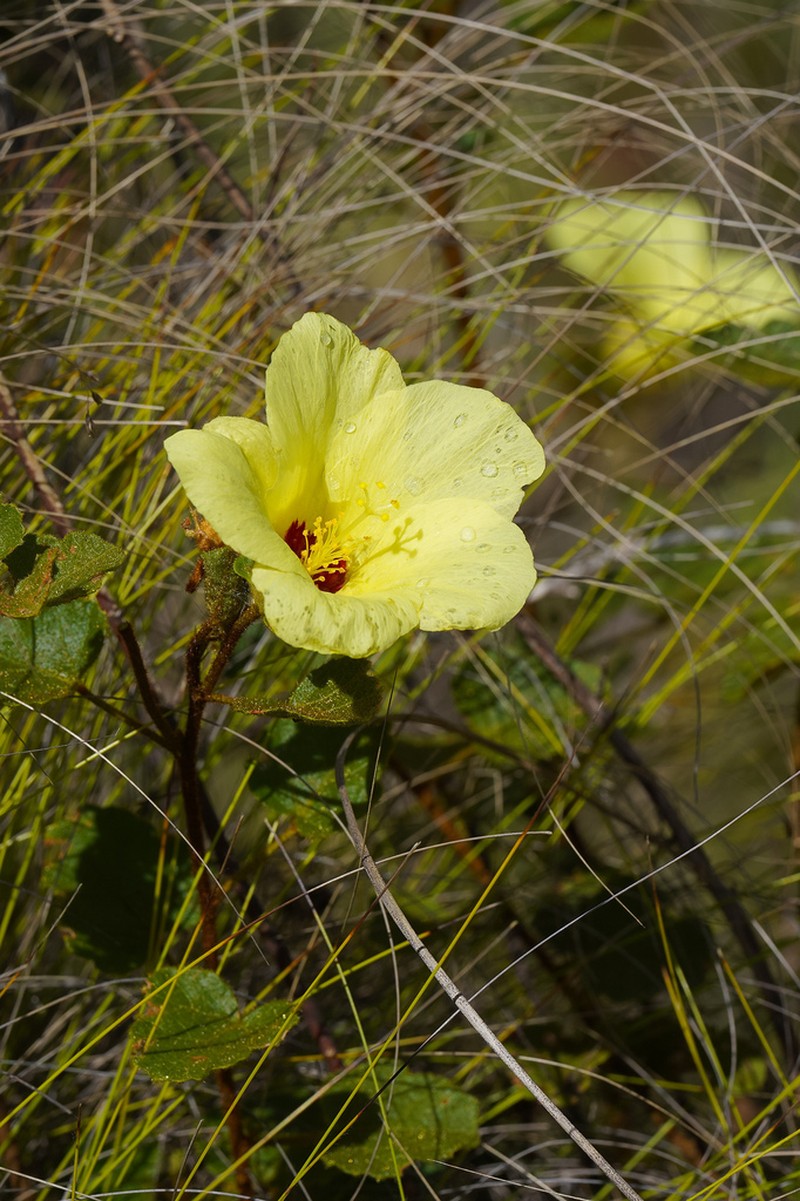 Hibiscus isalensis photo 7
