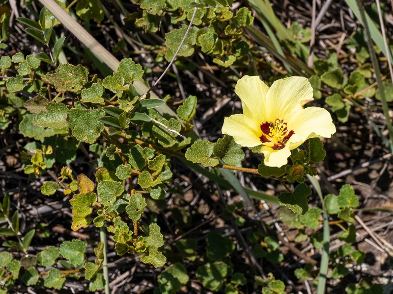 Hibiscus isalensis photo 8