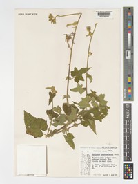 Hibiscus jacksonianus