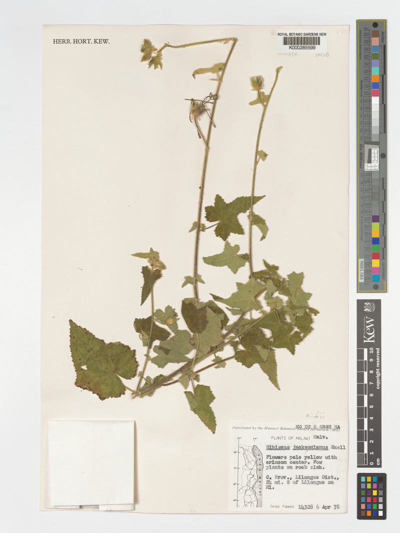 Hibiscus jacksonianus