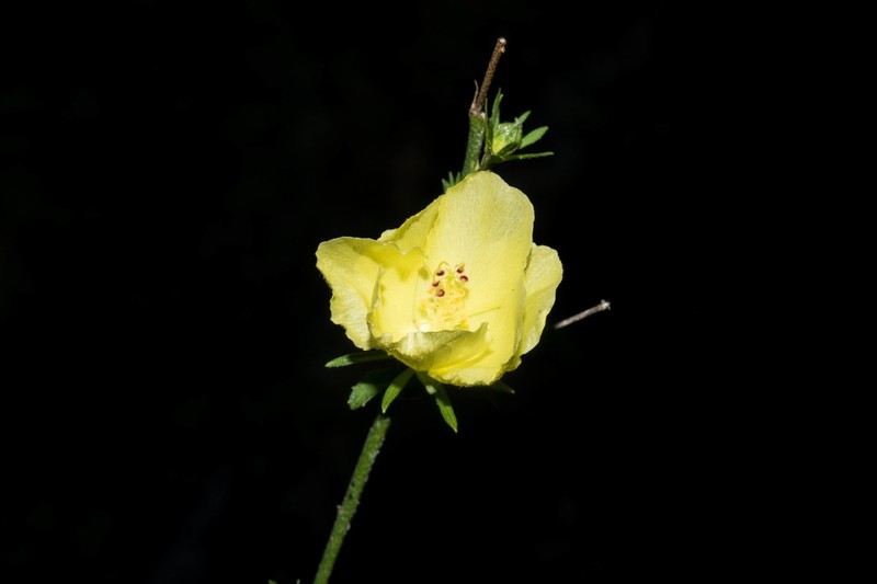 Hibiscus jaliscensis