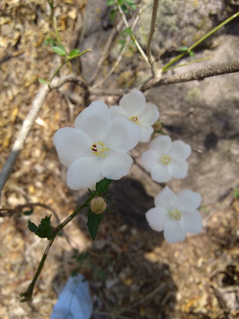 Hibiscus jaliscensis photo 2