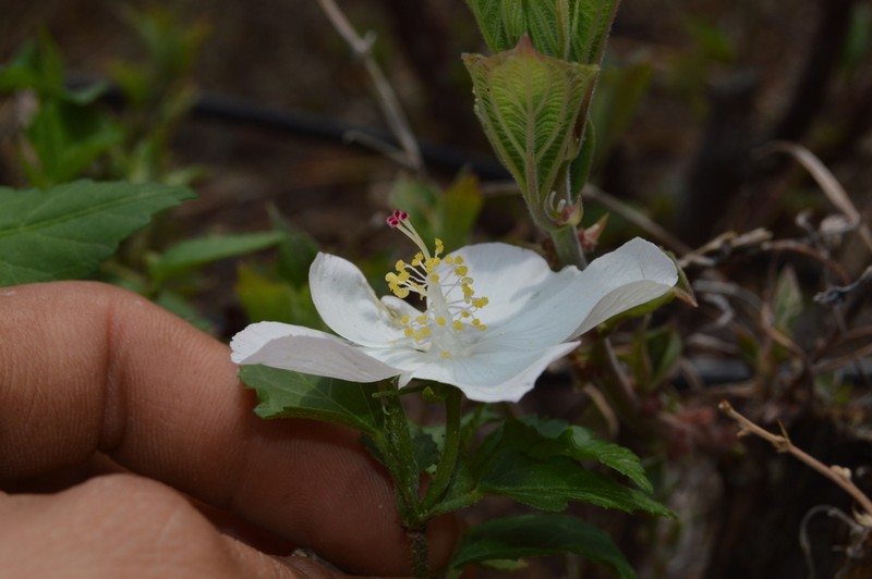 Hibiscus jaliscensis photo 3