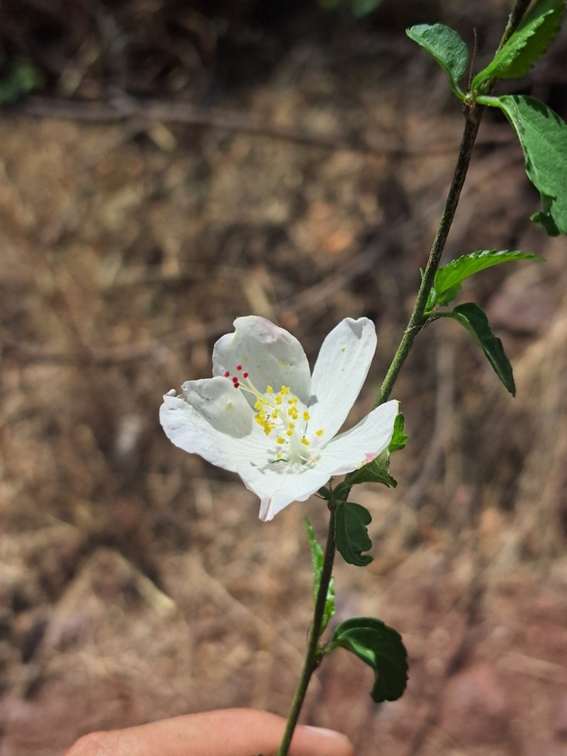 Hibiscus jaliscensis photo 4