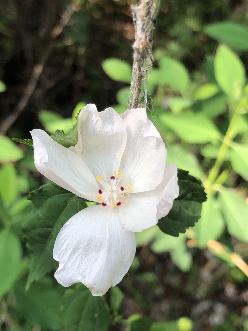 Hibiscus jaliscensis photo 6