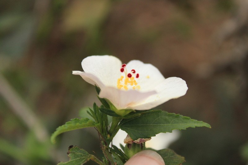 Hibiscus jaliscensis photo 7