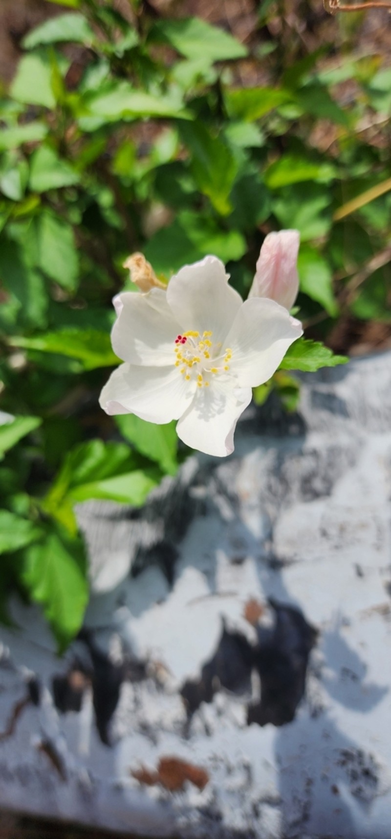 Hibiscus jaliscensis photo 8