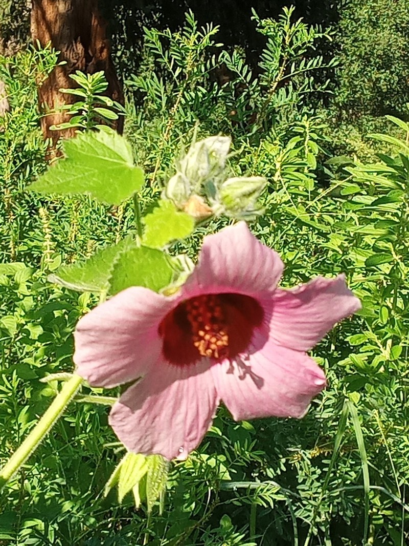 Hibiscus kabuyeanus