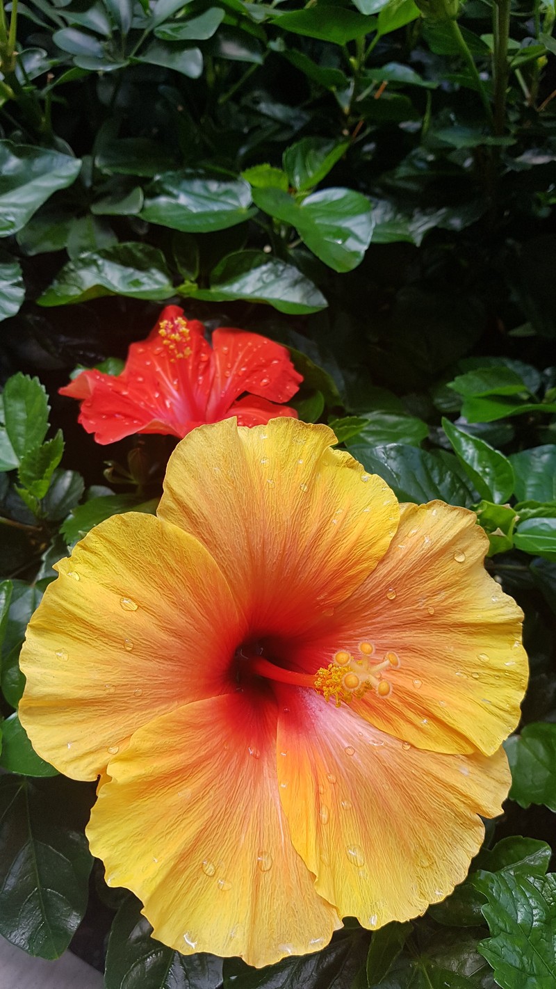 Hibiscus kaute