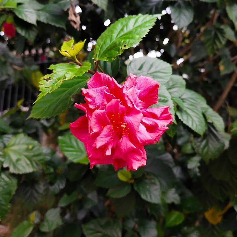 Hibiscus kaute photo 2
