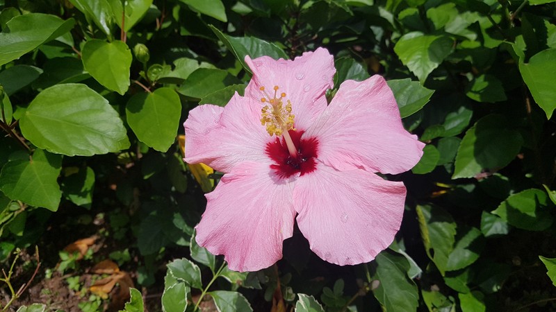 Hibiscus kaute photo 3