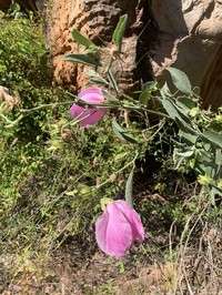 Hibiscus kenneallyi