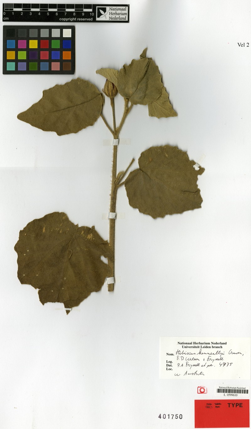 Hibiscus kenneallyi photo 6
