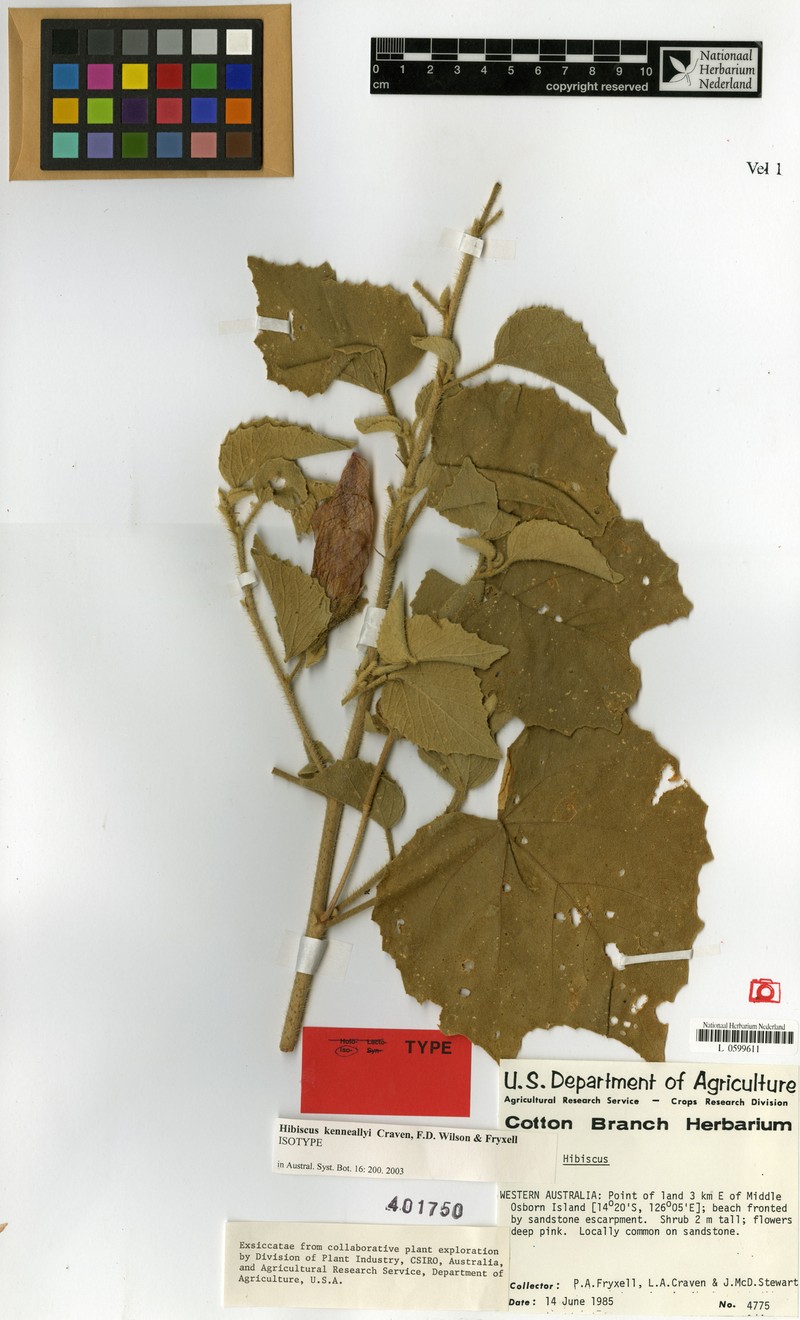 Hibiscus kenneallyi photo 7