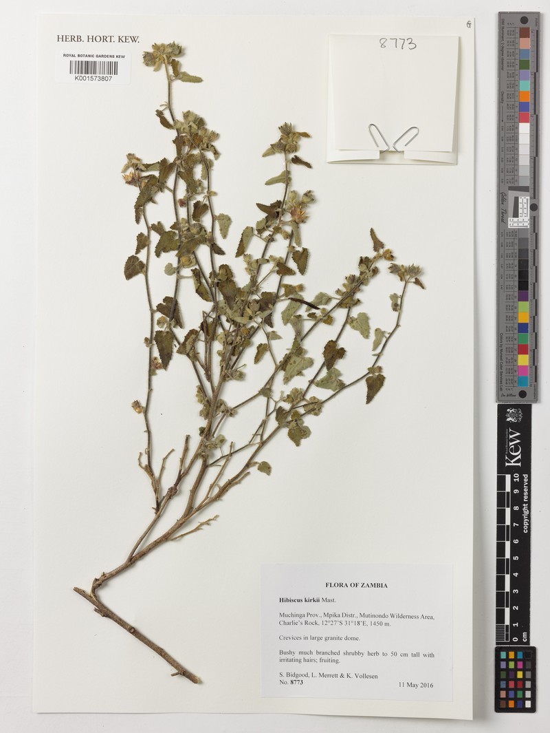 Hibiscus kirkii