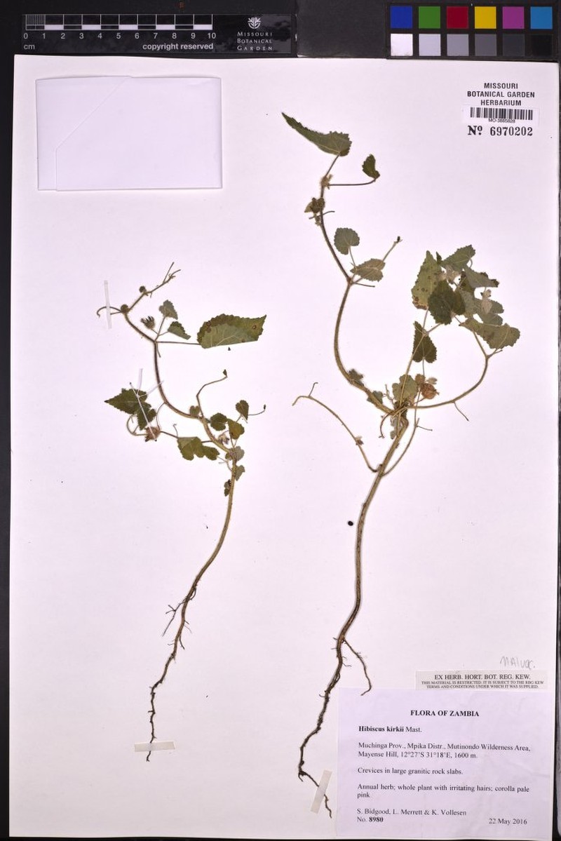 Hibiscus kirkii photo 3