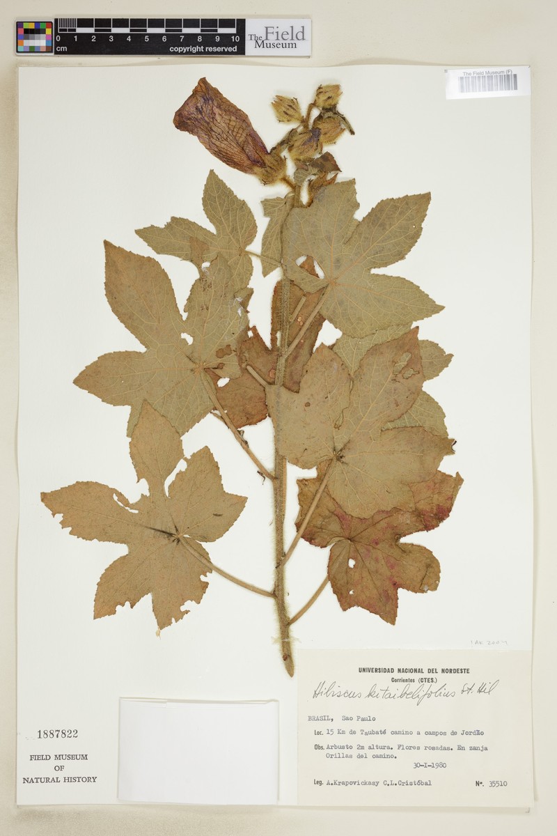 Hibiscus kitaibelifolius