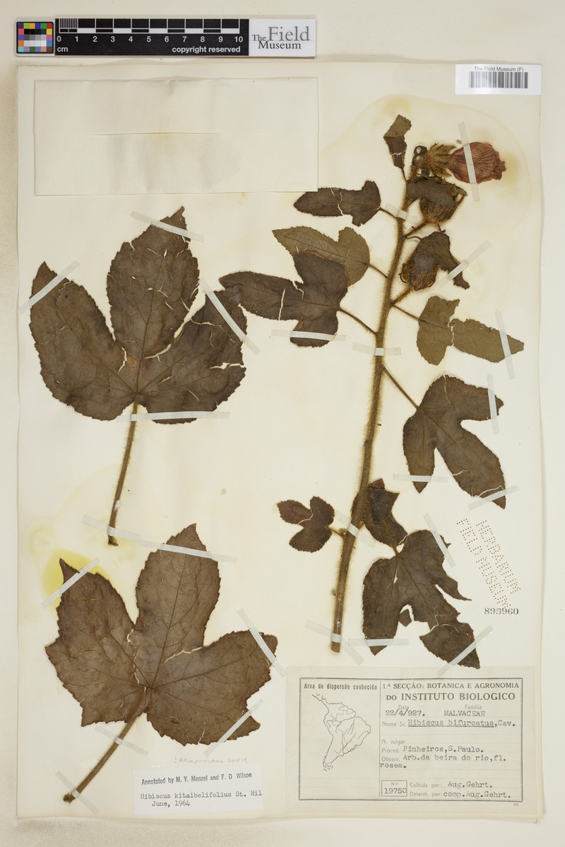 Hibiscus kitaibelifolius photo 2