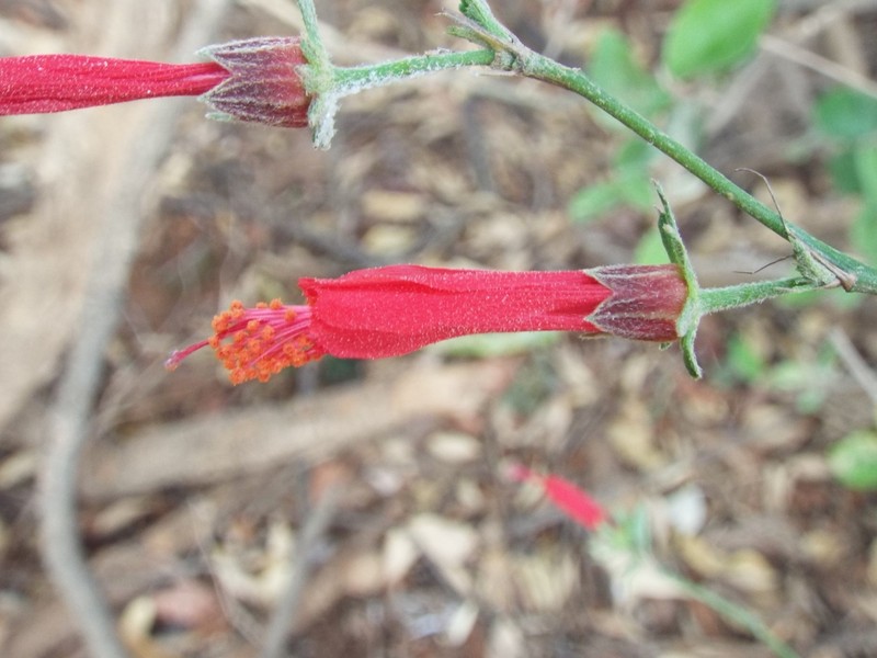 Hibiscus kochii