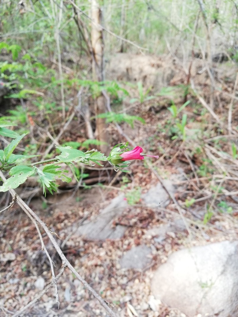 Hibiscus kochii photo 2